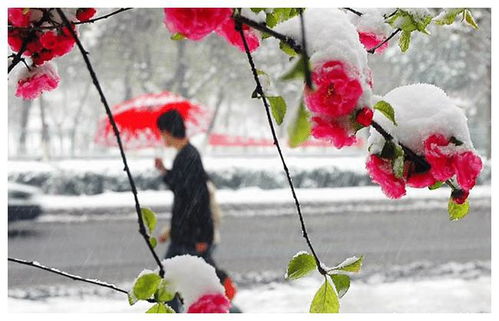 立春之后才算新年么(立春过了是否是新一年的开始)