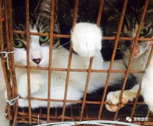 30块钱一只的猫咪能买吗 一文带你了解宠物繁殖行业背后的优生学