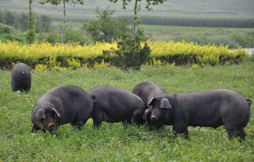 河南黑猪苗养殖基地分析黑猪养殖的现状