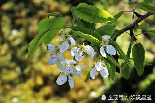 4月上旬,相约白首,为爱痴狂,心花怒放的三大星座