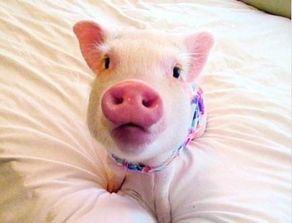 一位网友买了只迷你猪,没多久发现被坑了 网友 也快过年了