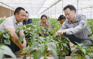 辣椒长蚜虫怎么办视频,辣椒长蚜虫