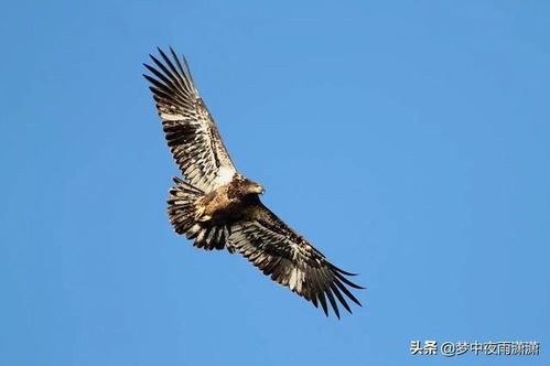 鹰击长空,狮子座