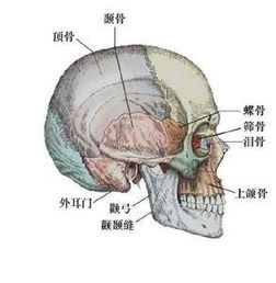 第三脑室肿瘤 搜狗百科 