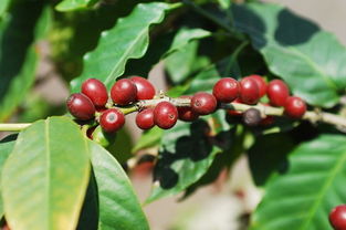 咖啡树的生长环境要求,咖啡树的生