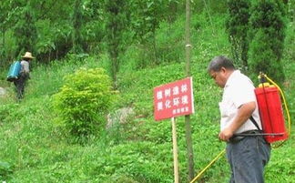 除草方案模板(除草策划书)