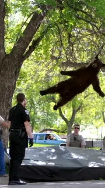 国外一只熊爬到树上下不来,救援人员让他跳下来,结果尴尬 