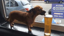 英国饮料公司重大发明,你会和狗分享一杯啤酒吗 