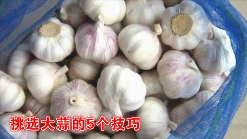 这5种大蒜不要买,菜贩子自己也不吃,很多人不懂挑,别再买亏了 