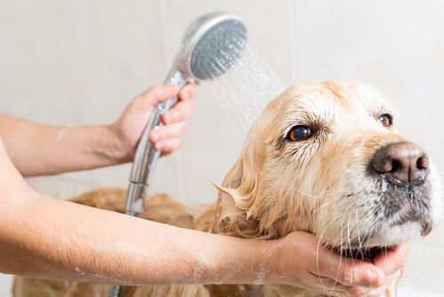 坚持给狗狗洗澡的主人,看看狗狗,有没有这五个被洗错澡的迹象