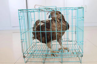 松江河森林公安分局成功救助一只 国家二级保护动物灰脸鵟鹰