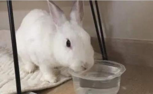 为什么给兔子喝水,它就会断肠而亡呢 看完才知其中奥妙