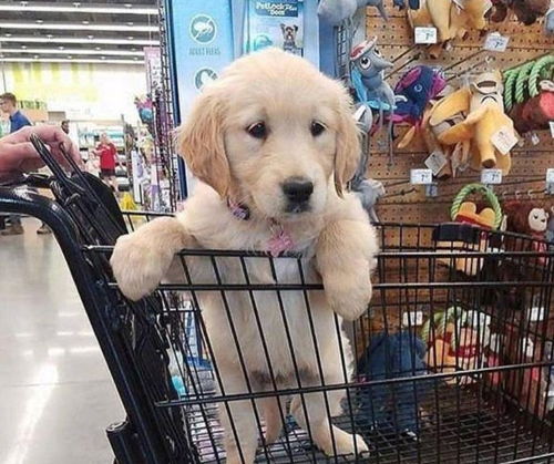 狗狗也爱逛超市,快来看看国外网友分享的带爱犬逛超市的可爱照片