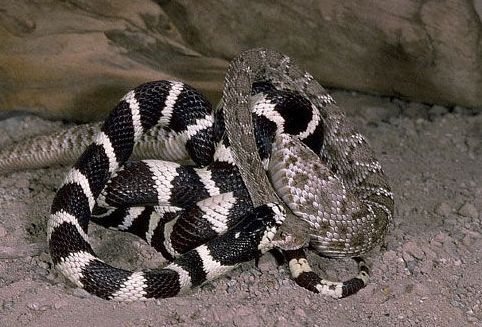 这条加州王蛇和一条响尾蛇相遇了,于是疯狂的同类互吞一幕发生了