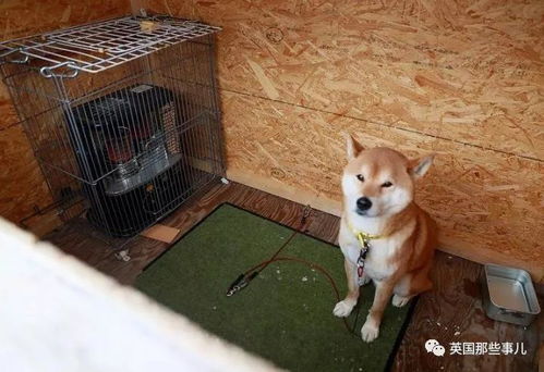 柴犬币今日价格人民币最新价格 应用