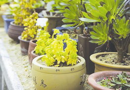 哈尔滨哪里卖绿植物盆栽便宜,哈尔滨哪里卖绿植物盆栽便宜？