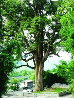 楠木树生长在什么地方,探秘楠木树生长之地：千年的守护与神秘之地