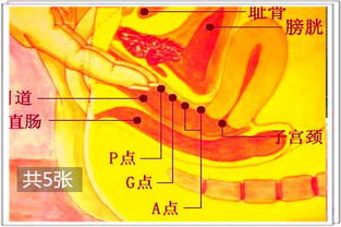 深度挖掘女性G点的位置