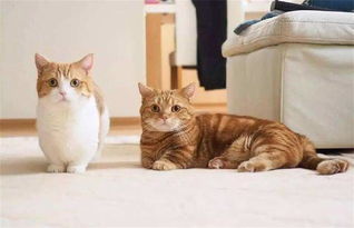 短腿猫是什么品种,腿短的猫咪是什么品种？