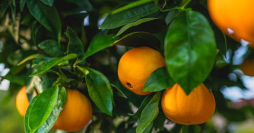 关于橘子美味诗句