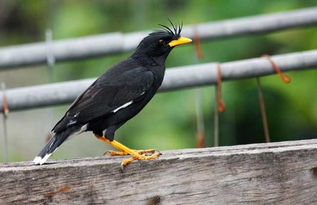 要选择易驯的幼鸟喂养黑毛黑脚黄嘴翅膀带白是什么鸟养八哥用什么笼子