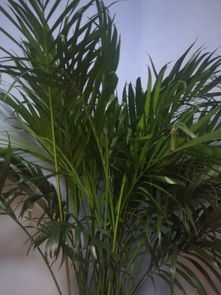 富贵椰子树能放在卧室养吗 请问这花是还叫富贵竹吗 