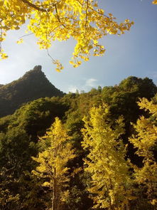 神农架自驾游旅游攻略：探寻神秘仙境，