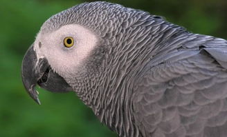 非洲灰鹦鹉为什么这么贵？