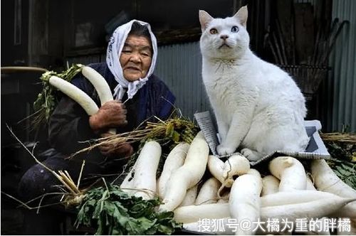 猫咪从小被奶奶带大,跟着奶奶干农活卖菜,相伴9年既温馨又遗憾