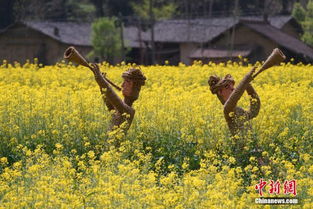 陕西汉中油菜花开遍地 金