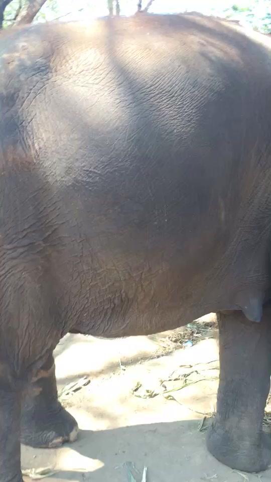 这是一头怀孕一年的大象妈 大象妈妈要怀孕2年才能生产看见小象在肚子里动哦 