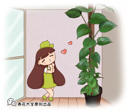 请教：水培绿萝叶子太小，怎么能让叶子长得大一些？