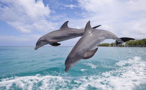 血染浅水湾 丹麦捕杀1400多只白侧海豚,全世界都在哭泣