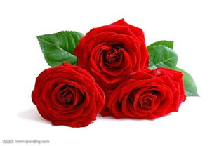 33朵玫瑰代表什么意思,33朵玫瑰代表什么意思，送33朵玫瑰代表什么（生生世世的爱）