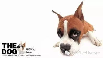萌萌哒 38种世界名犬宝宝的满月照 