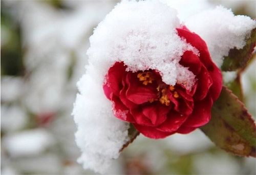 湖南冬天适合种什么花,湖南冬日花园：绽放美丽与温暖的秘密