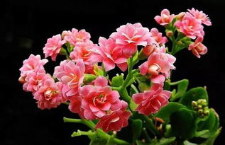 小桃红长寿花是什么色？