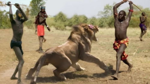 狮子真的怕非洲马赛人吗 摄像头记录全过程,看完让人大开眼界 