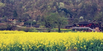 明天就在明天,沅古坪第二届油菜花节将盛大举行 附精彩预告