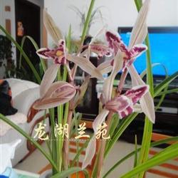 莲瓣兰名品 玉兔3苗带花 