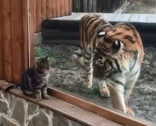 老虎与猫相互模仿,关在笼子里的老虎,早已不是 王者
