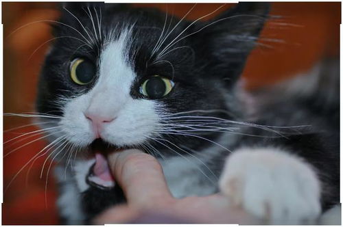 到底为什么猫咪就是喜欢咬人呢