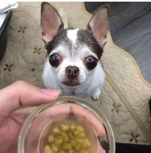 狗狗被领养后第一次喝绿豆汤,结果画面让人泪目