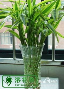 养水竹的方法有哪些,如何养水竹