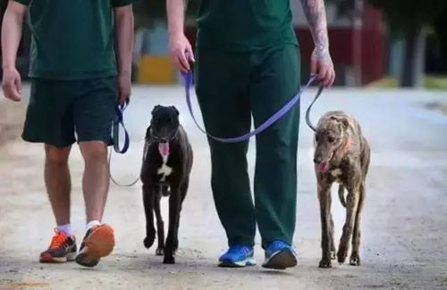 最近,西澳这家监狱震惊了全世界 他们向最残暴的罪犯放最凶残的狗,结果 