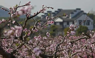 阳山桃花节无锡花卉景点介绍时间及运营专线(无锡市民中心那边停车场免费吗)