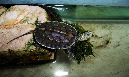 中华花龟怎么养,需要注意什么,中华花龟吃什么，怎样饲养？