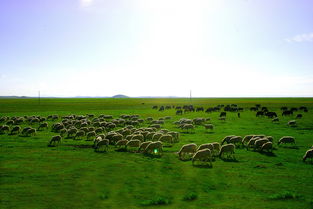 若尔盖大草原旅游攻略,若尔盖大草原：一幅生动的天