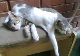 科普帝 猫为什么爱睡觉 