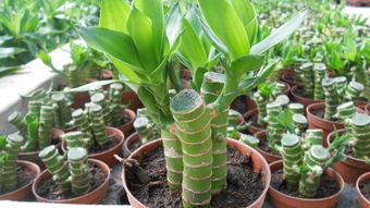 富贵竹怎么养的,富贵竹：绿意盎然，优雅美观的家居植物养护秘诀
